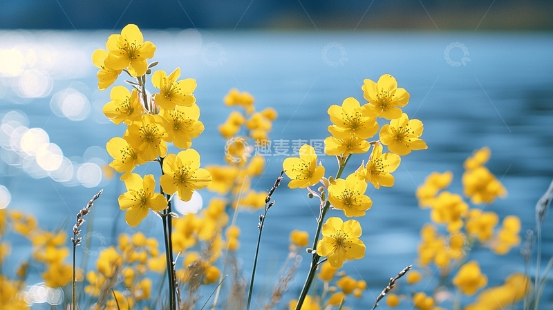 高清大图下载【趣麦麦图】黄花