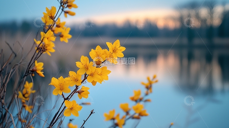 高清大图下载【趣麦麦图】黄花