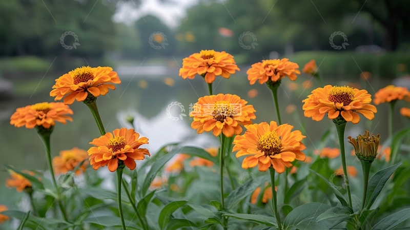 高清大图下载【趣麦麦图】橙色万寿菊花丛
