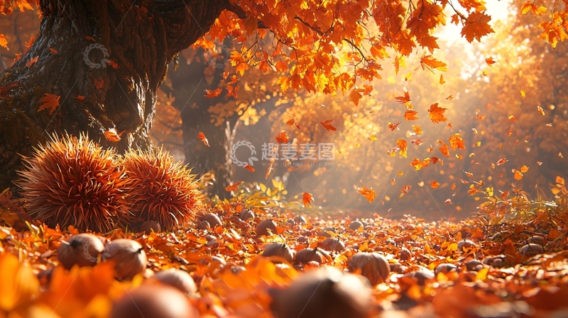 高清大图下载【趣麦麦图】秋日阳光下的栗子树和落叶