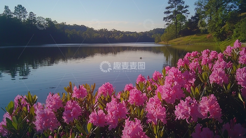 高清大图下载【趣麦麦图】湖边盛开的杜鹃花
