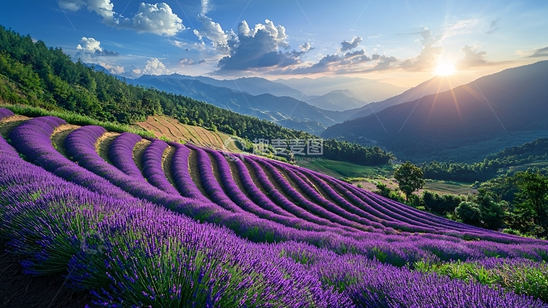 高清大图下载【趣麦麦图】薰衣草田日落美景
