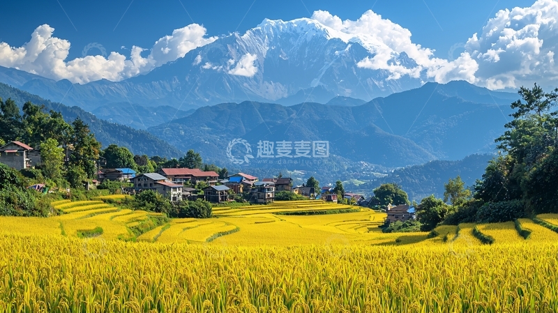 高清大图下载【趣麦麦图】雪山下的金黄梯田