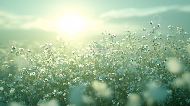 高清大图下载【趣麦麦图】清晨阳光下的白色花海