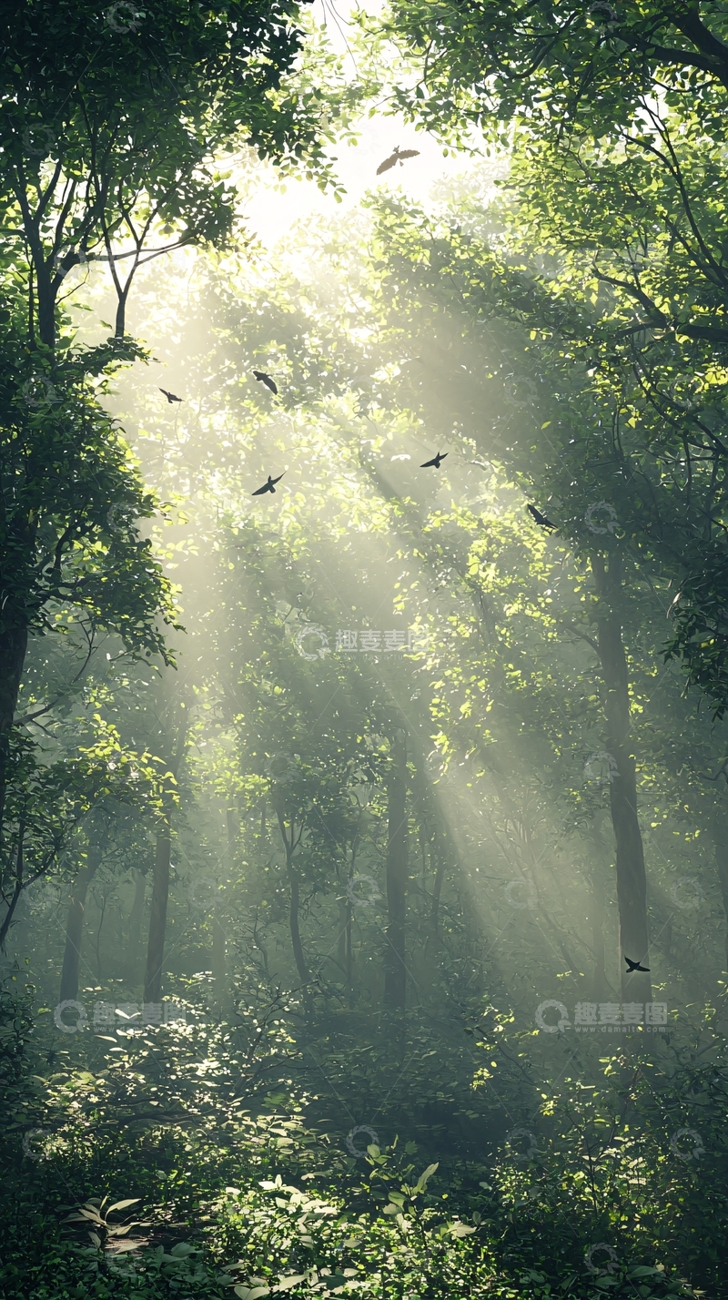 高清大图下载【趣麦麦图】阳光森林鸟群