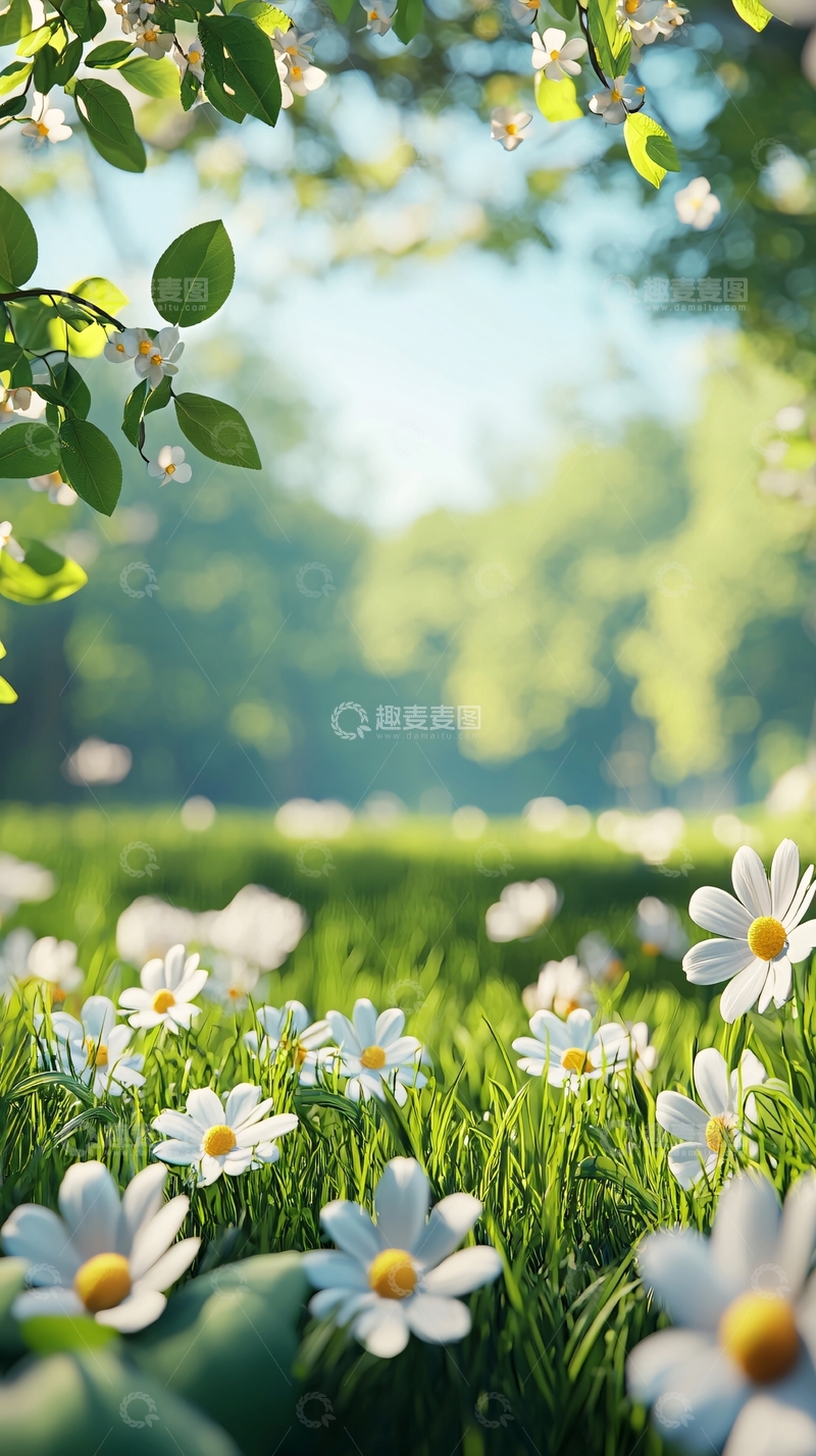 高清大图下载【趣麦麦图】春日阳光下盛开的雏菊