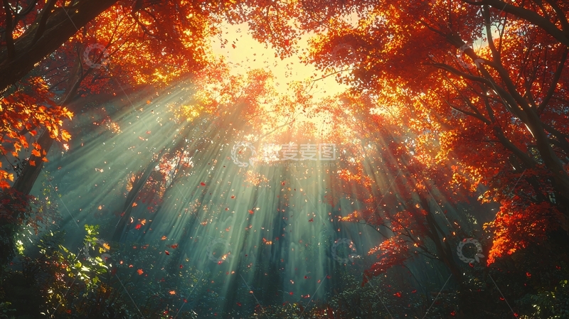 高清大图下载【趣麦麦图】秋日森林光线