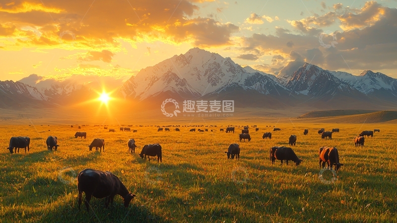 高清大图下载【趣麦麦图】日落雪山牧场牛群