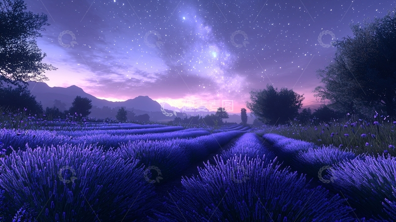 高清大图下载【趣麦麦图】星空下的薰衣草田