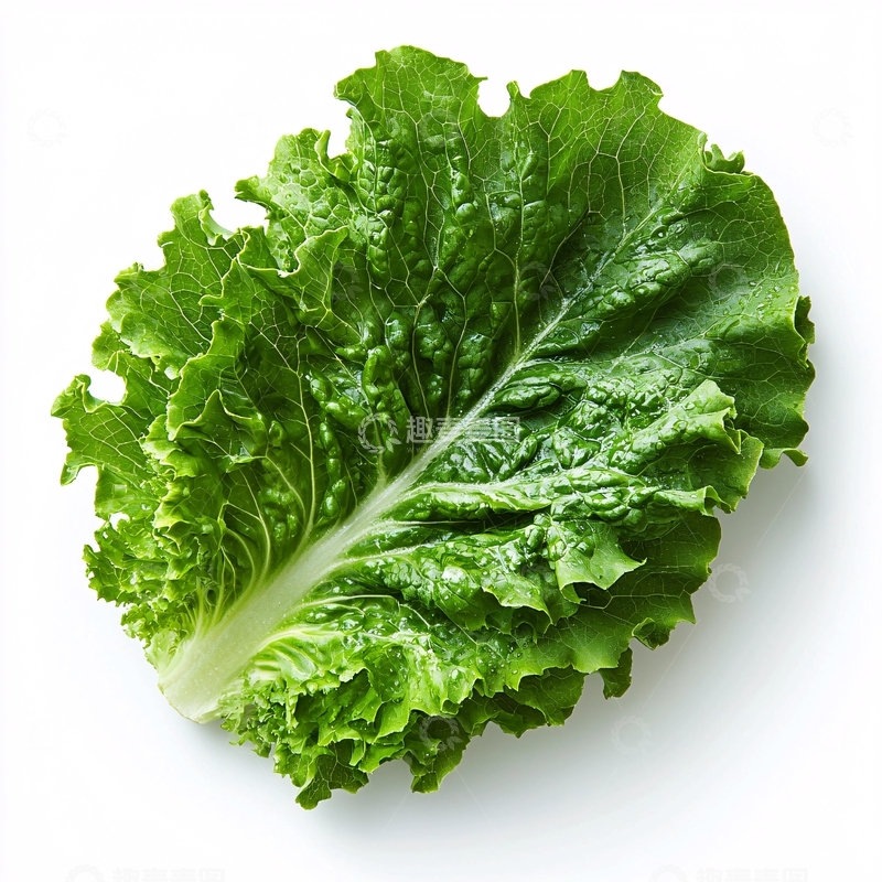 高清大图下载【趣麦麦图】新鲜翠绿生菜叶