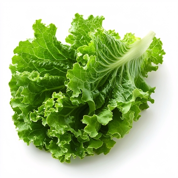 新鲜翠绿生菜叶子特写