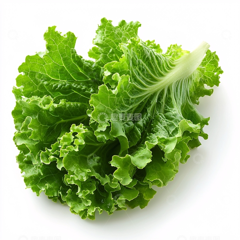 高清大图下载【趣麦麦图】新鲜翠绿生菜叶子特写