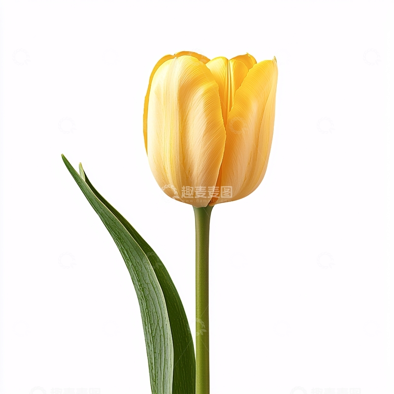高清大图下载【趣麦麦图】单支黄色郁金香