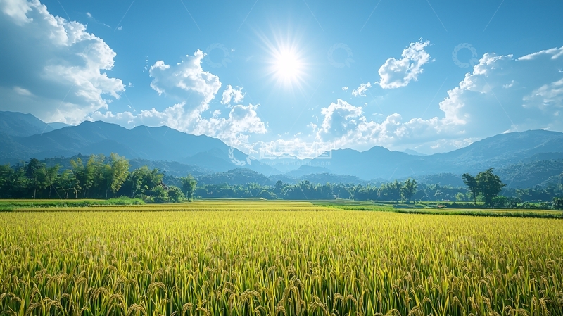 高清大图下载【趣麦麦图】阳光明媚下的金黄稻田