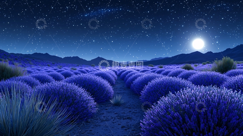高清大图下载【趣麦麦图】夜幕下的薰衣草田