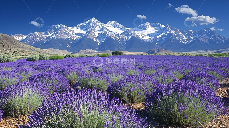 高清大图下载【趣麦麦图】雪山下的薰衣草田