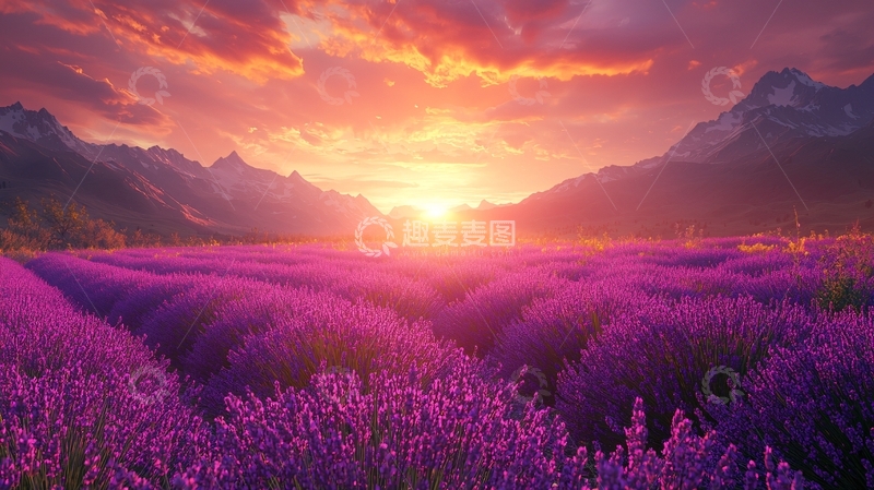 高清大图下载【趣麦麦图】日落薰衣草田