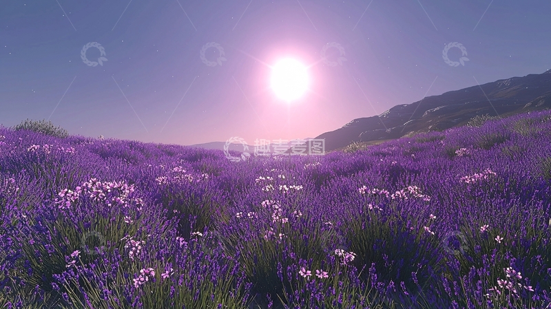高清大图下载【趣麦麦图】薰衣草田日出景色