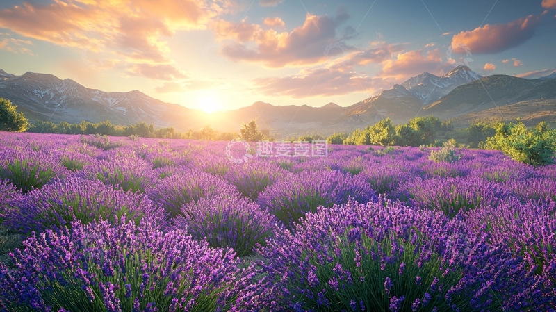 高清大图下载【趣麦麦图】日出薰衣草田园风光