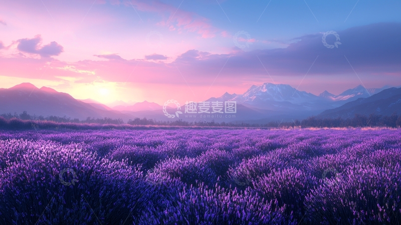 高清大图下载【趣麦麦图】梦幻薰衣草田园日出