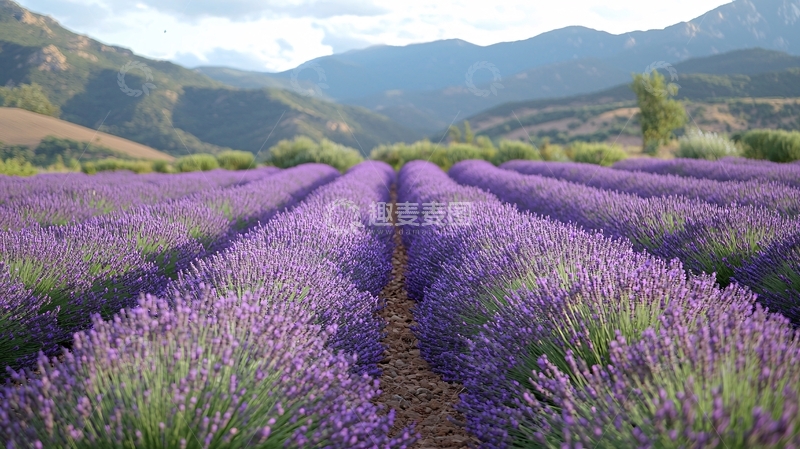 高清大图下载【趣麦麦图】薰衣草田园风光