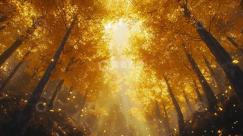 高清大图下载【趣麦麦图】金秋森林