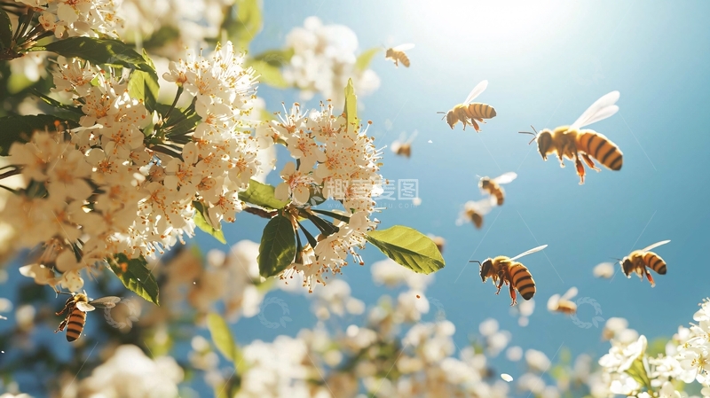 高清大图下载【趣麦麦图】蜜蜂采花