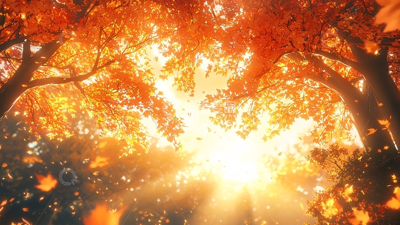 高清大图下载【趣麦麦图】秋日暖阳下的枫叶
