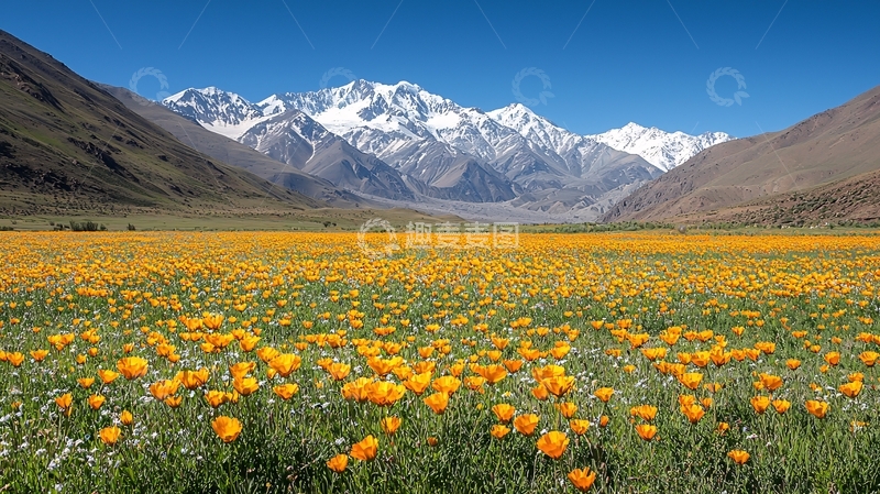 高清大图下载【趣麦麦图】雪山下的金色花海