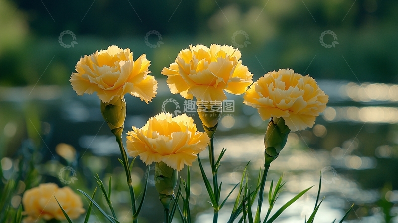 高清大图下载【趣麦麦图】阳光下的黄色康乃馨