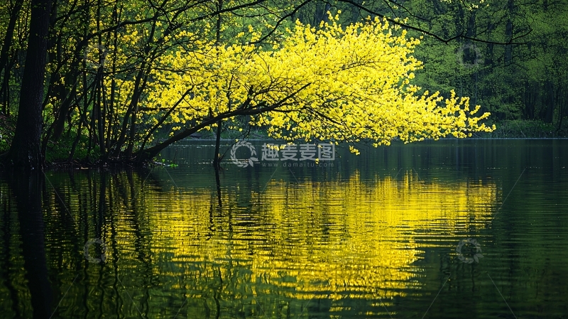 高清大图下载【趣麦麦图】金色的树木倒影在平静的水面上