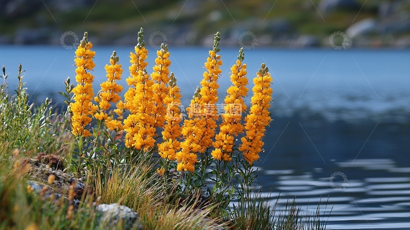 高清大图下载【趣麦麦图】湖边黄色花朵