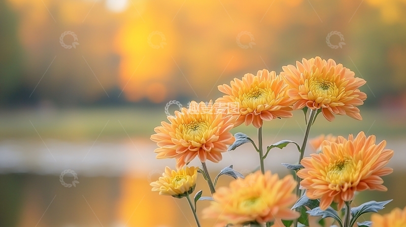 高清大图下载【趣麦麦图】秋日暖阳下的橙色菊花