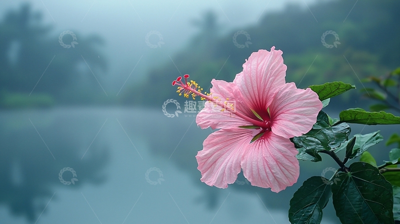 高清大图下载【趣麦麦图】粉红色木槿花