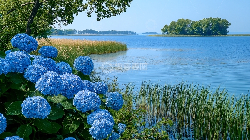 高清大图下载【趣麦麦图】蓝紫绣球花湖边景色