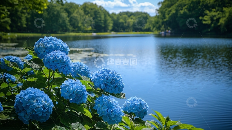 高清大图下载【趣麦麦图】蓝绣球花与宁静湖泊