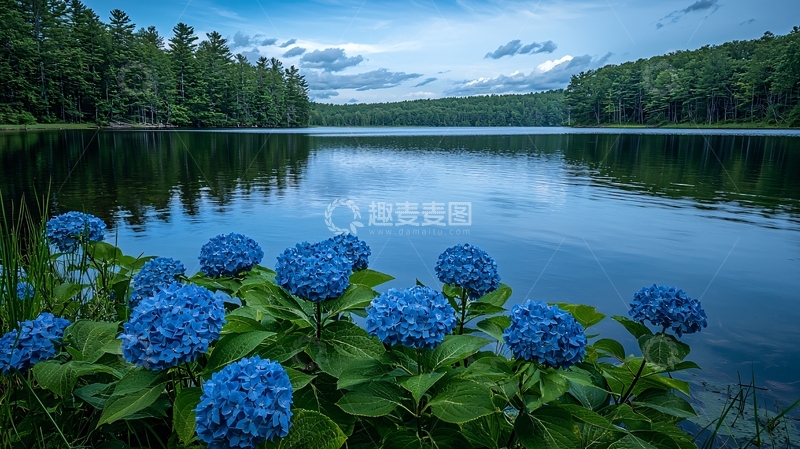 高清大图下载【趣麦麦图】平静湖面蓝绣球