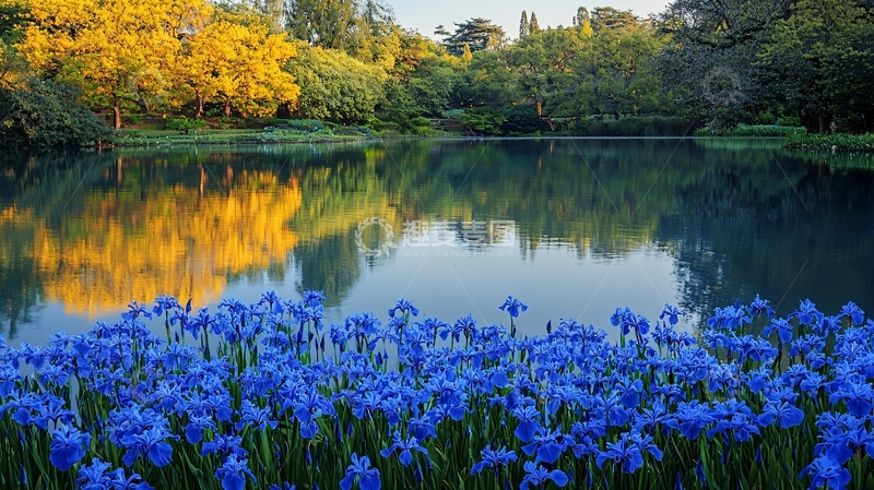 秋日湖边鸢尾花