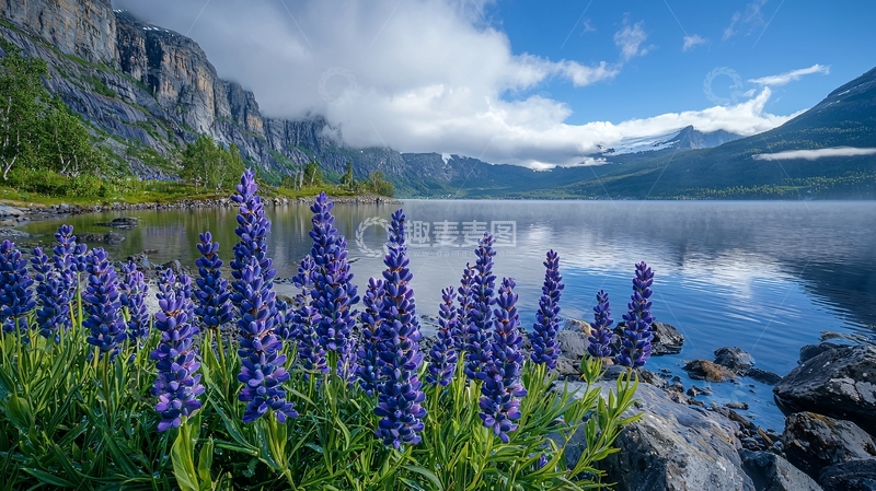 高清大图下载【趣麦麦图】湖边盛开的紫色花朵