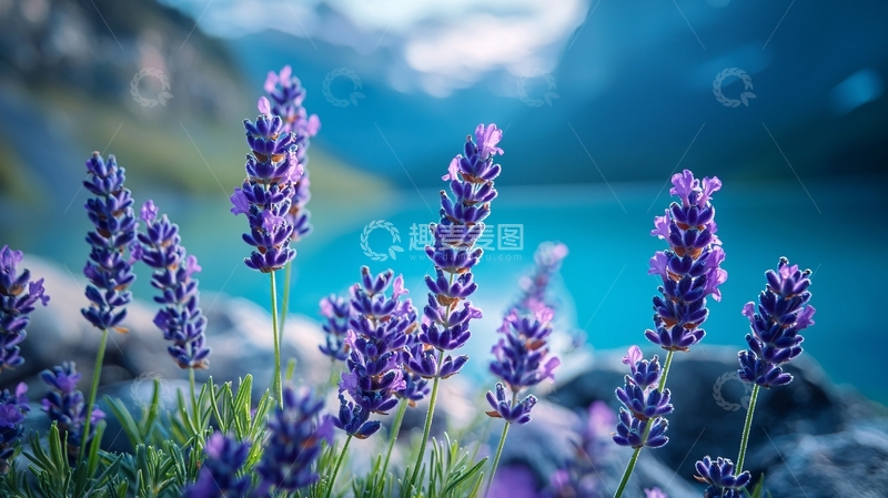 高清大图下载【趣麦麦图】薰衣草湖边景色