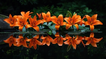 水面倒影的橙色百合花