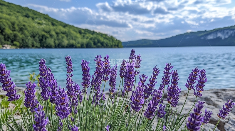 高清大图下载【趣麦麦图】薰衣草湖边风景