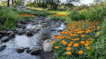 溪流边盛开的金盏花