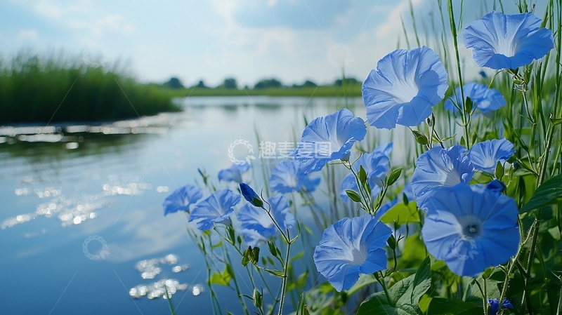高清大图下载【趣麦麦图】蓝花