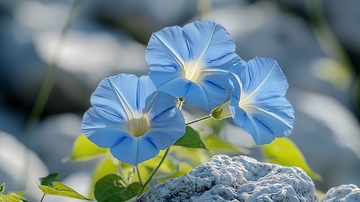 蓝色牵牛花