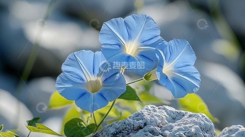 高清大图下载【趣麦麦图】蓝色牵牛花