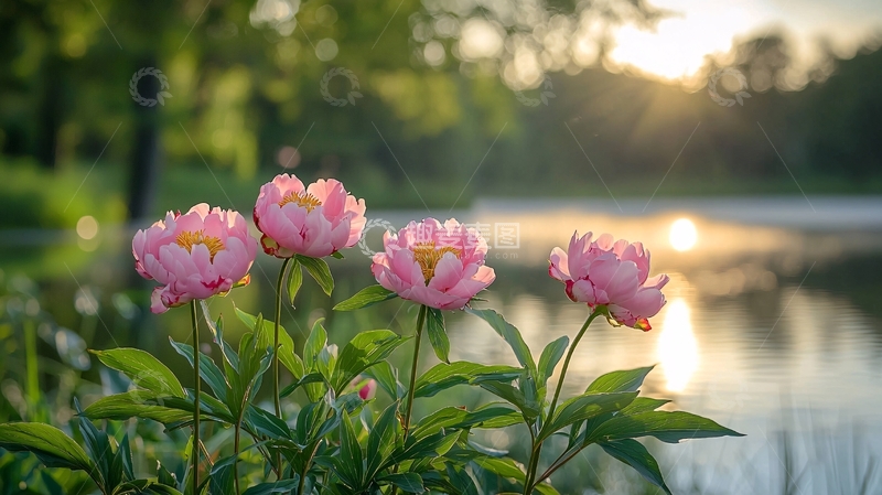高清大图下载【趣麦麦图】夕阳下盛开的粉色牡丹花