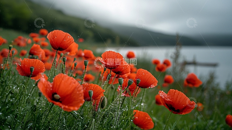 高清大图下载【趣麦麦图】雨后湖边红色罂粟花