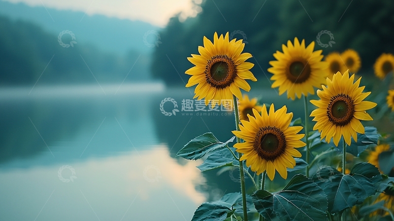 高清大图下载【趣麦麦图】清晨湖边向日葵