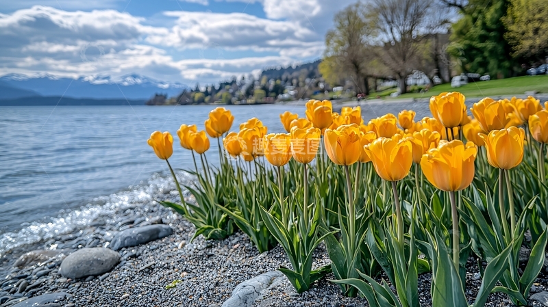 高清大图下载【趣麦麦图】-湖边盛开的黄色郁金香
